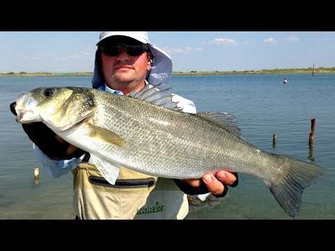 Видео: Утрото на лавраците - част 3