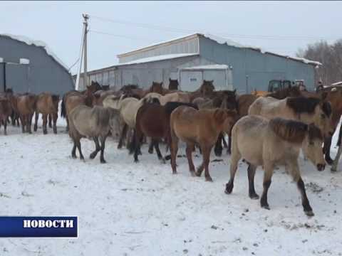 Видео: Фермер Ахметшин, Теперишево