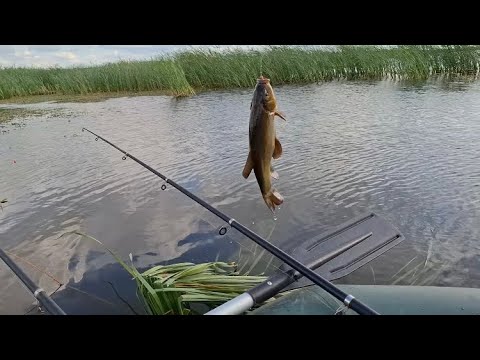 Видео: ДОРОГА НА ПЛАТИНУ ГАЛЫМЖАН!!! ТРОФЕЙНЫЕ ЛИНИ!!! РЫБАЛКА!!!