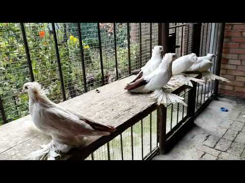 Видео: Коллекция голубей Северокавказские космачей в г. Георгиевск в гостях у Кости Батаева