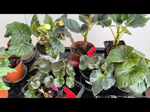 Видео: Что делать, если клубневые бегонии не проснулись