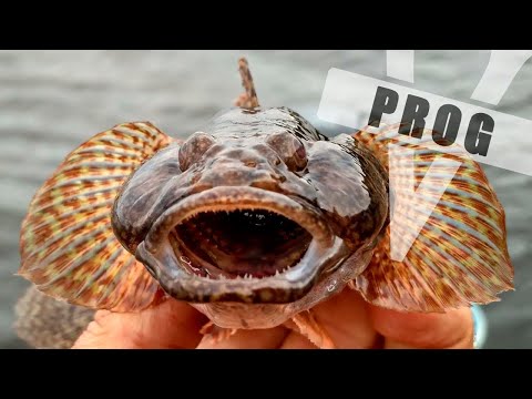 Видео: ЧЕРНОМОРСКИЙ БЫЧОК - Все о рыбе, как ловить и приготовить !