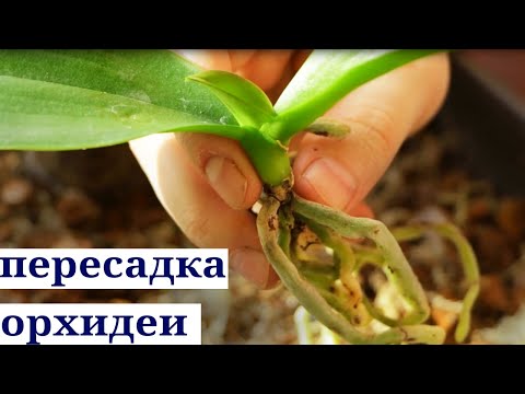 Видео: Как ПРАВИЛЬНО пересадить орхидею из МАЛЕНЬКОГО горшка в горшок ПОБОЛЬШЕ? Подробный разбор процесса