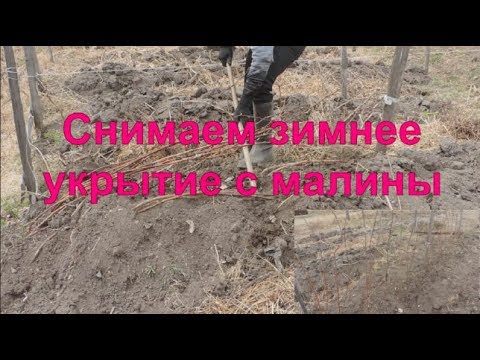 Видео: Снимаем зимнее укрытие с малины