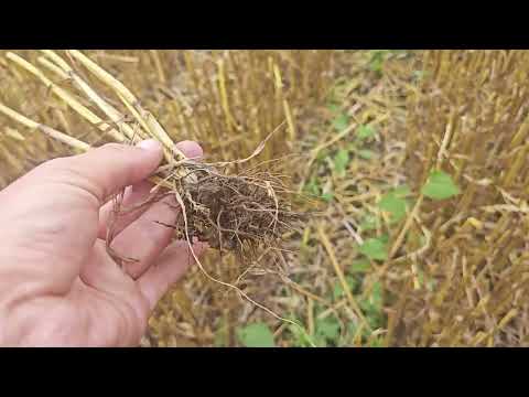 Видео: Уборка Озимой пшеницы 2025.70 ц+.Стрип Тилл. 