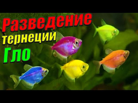 Видео: Разведение тернеции от А до Я