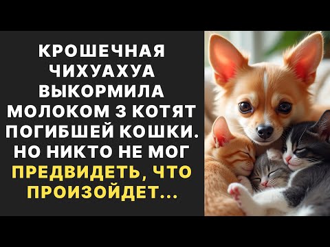 Видео: ЧИХУАХУА ВЫКОРМИЛА 3 КОТЯТ МОЛОКОМ. А ЕДВА КОТЯТА ПОДРОСЛИ, ТО…