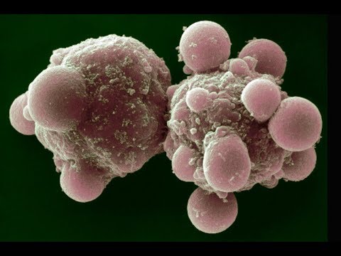 Видео: Молекулярные механизмы  апоптоза