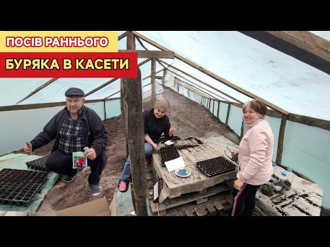 Видео: Вирощування раннього буряка. Посів насіння в касети