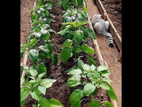 Видео: БОЛЬШОЙ Урожай ПЕРЦА, что нужно сделать? ПЕРЦА будет Больше в ДВА раза, правильно Формируем Перец📌💯