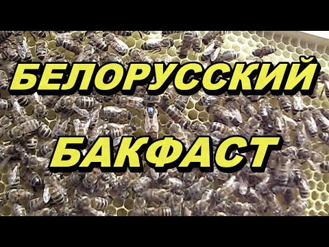 Видео: Белорусский Бакфаст