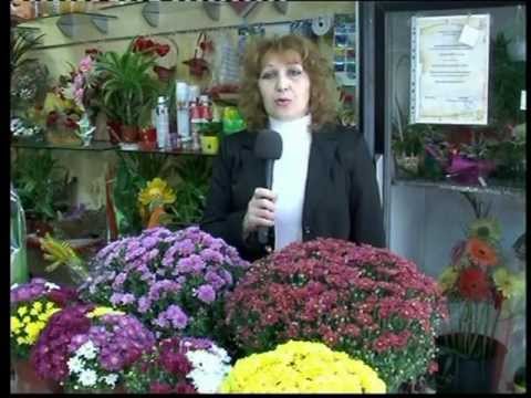 Видео: Хризантема - Светът на цветята