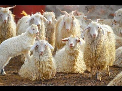 Видео: Разведение и содержание Таджикских шерстных коз, ангорского типа.
