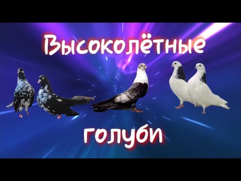 Видео: Обзор 10 пород высоколётных голубей. Часть 2