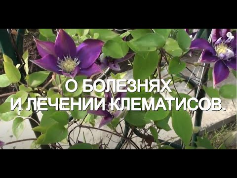 Видео: О болезнях и лечении клематисов.