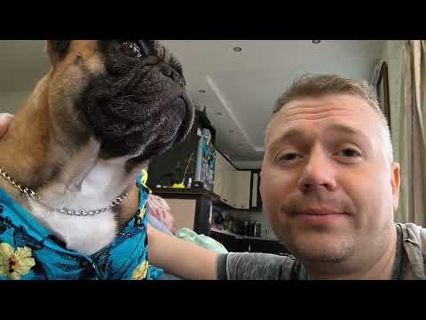 Видео: Разрушитель мифов #французскийбульдог #собакаприколы #бульдоги #frenchbulldog #funnydogvideos #dogs 