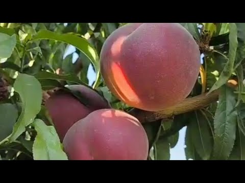 Видео: Персик Світ Дрім. Peach Sweet Dream. Топовий солодкий сорт, крупний калібр плодів, висока товарність