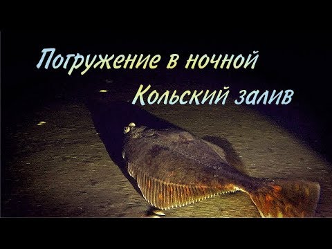 Видео: Погружение в ночной Кольский залив / Dive into the night Kola Bay