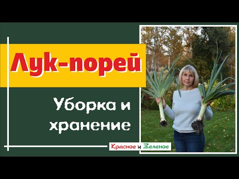 Видео: Лук порей. Уборка и хранение