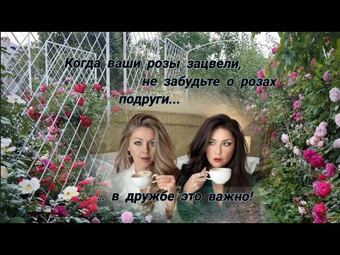Видео: Vlog-244. Розы друзей- это тоже важно!