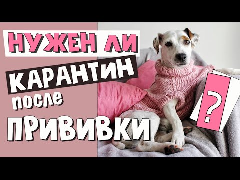 Видео: СОБАКА ПОСЛЕ ПРИВИВКИ. Можно ли ГУЛЯТЬ и МЫТЬ собаку. Что МОЖНО и НЕЛЬЗЯ собакам после вакцинации
