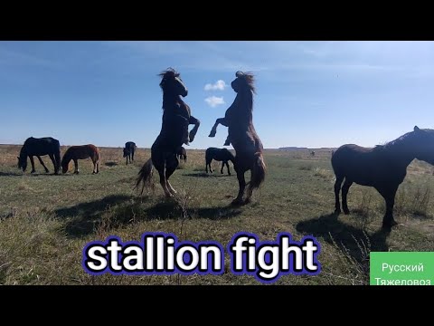 Видео: Жеребец Лакмус отстоял перед Балансом.| stallion fight