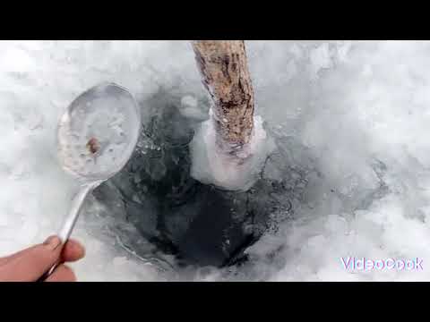 Видео: очередная проверка на налима 28.0112024 эпопея продолжается