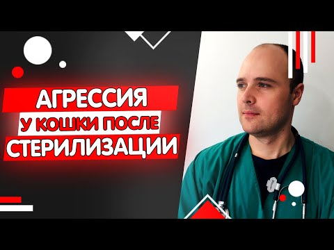 Видео: Кошка стала агрессивной после стерилизации