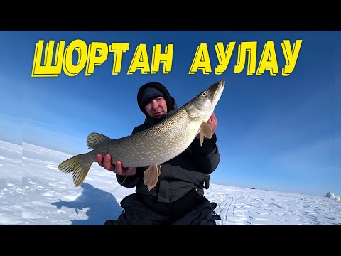 Видео: Мына көлдін балығын бітірмепті Шортан аулау қыс Қорғалжын