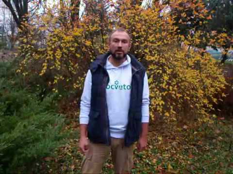 Видео: Правда об использовании листьев ореха для компоста и укрытия грядок.