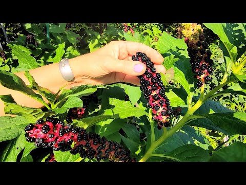 Видео: 🍇Лечебное растение Лаконос.  Готовим настойку.