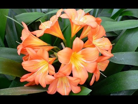 Видео: Очаровательная кливия