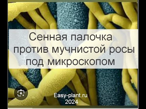 Видео: Сенная палочка против  мучнистой росы под микроскопом.