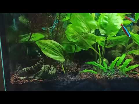 Видео: Игривые мраморные боции/ Боции лохаката/ Botia almorhae