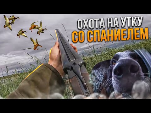 Видео: ОСЕННЯЯ ОХОТА НА УТКУ. С русским охотничьим спаниелем.