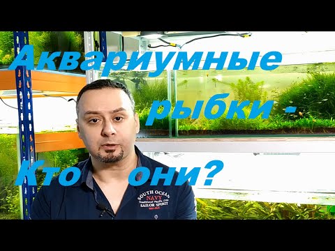 Видео: Кто такие "Аквариумные Рыбки"