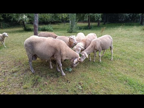 Видео: Овцеводство | Ветеринария | Как лечить 