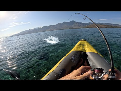 Видео: Мощные поклёвки┃Тест новой катушки Daiwa Freams LT 3000-XH