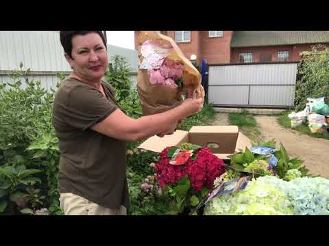 Видео: Прилетели самолётом коллекционные сорта гортензии. Ну хороши ❤️