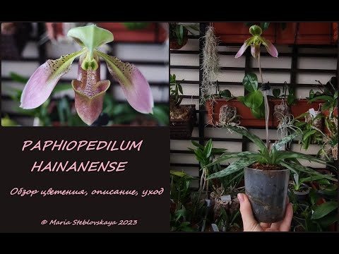 Видео: PAPHIOPEDILUM HAINANENSE: обзор, описание, уход