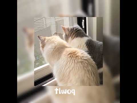 Видео: рэйман- face speed up 🤍