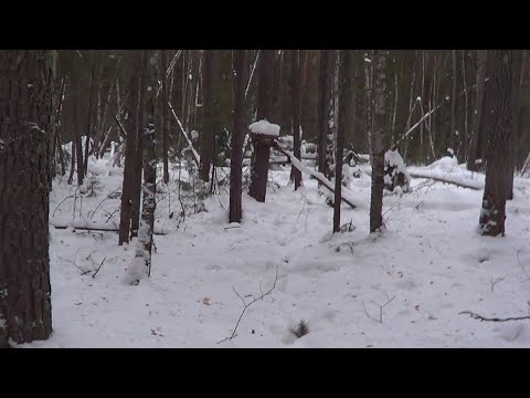 Видео: Охота на куницу и соболя капканами. сезон 24-25г. / МЕНЯЮ ПРИМАНКУ.
