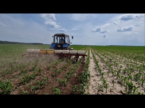 Видео: Rudy подготовлен / Комбайн дособирается / Опрыскиваем и подкармливаем КУКУРУЗУ. За Русь!