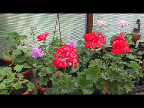 Видео: Фитильный полив для пеларгоний и других комнатных цветов