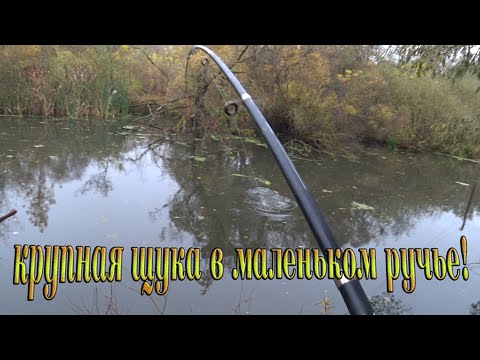 Видео: Сколько же в этом ручье щуки? Отличный клёв на живца, на поплавочную удочку, в октябре! #fishing