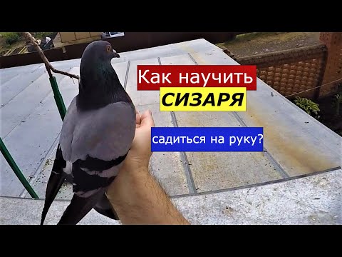 Видео: Как просто научить голубя сизаря садиться на руку