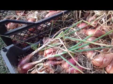 Видео: Лук шалот...пришло время уборки.