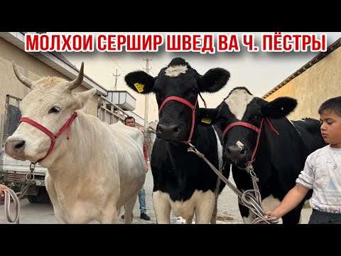 Видео: МОЛХОИ СЕРШИР ШВЕД ВА ЧЁРНОЕ ПЁСТРЫ АРЗОН 21 октября 2025 г.