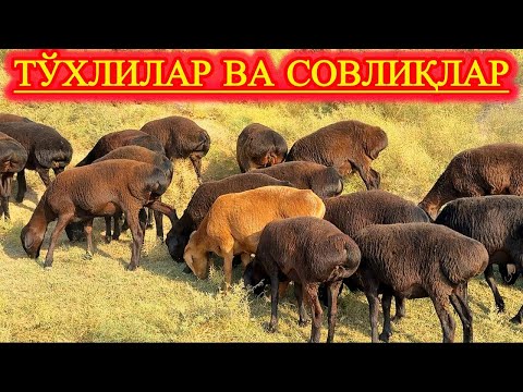 Видео: БИР ЭН ЭКАН ТЎХЛИЛАР БЎҒОЗ ЮРГАН СОВЛИҚЛАР.
