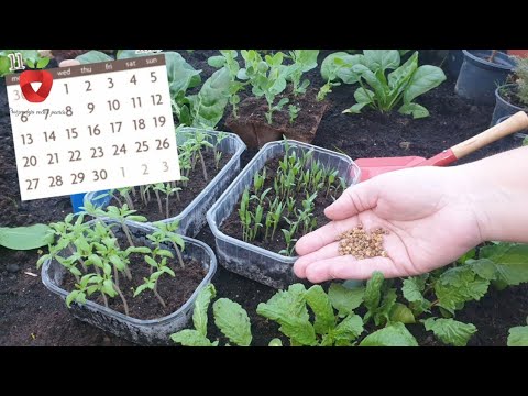 Видео: Когда пора готовить рассаду? Вам нужно это знать!